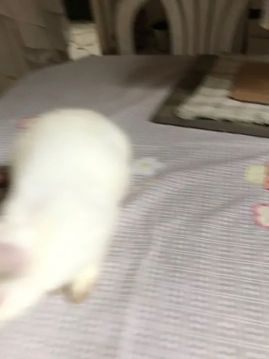 Coelho branco fofinho para adoção - Foto 2