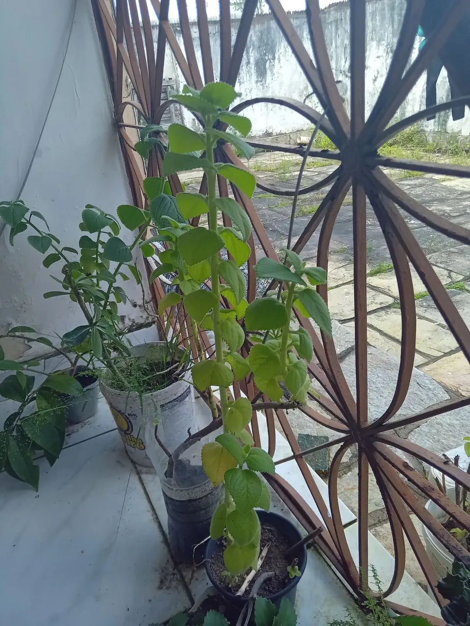 Mudas de hortelã pimenta 