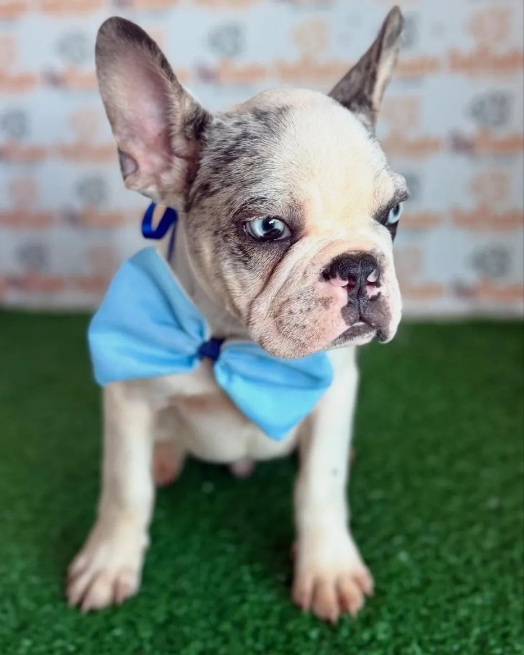 Buldogue Frânces Filhotes Londrina - Foto 2