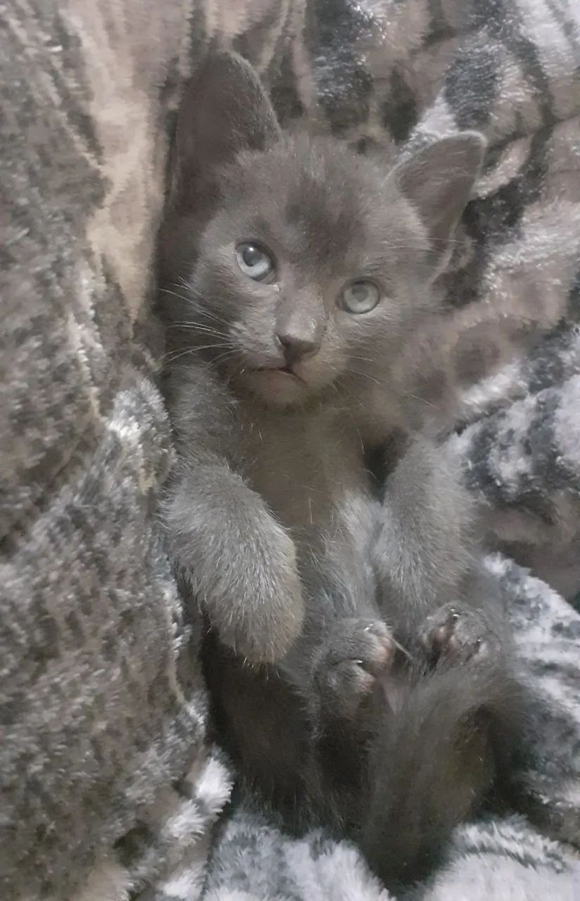 Vendo gatinhos Russian Blue hipoalergênicos.  - Foto 5