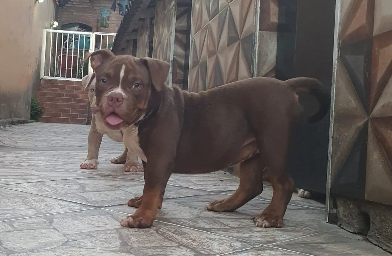 Americam.bulyy exotico - Foto 4