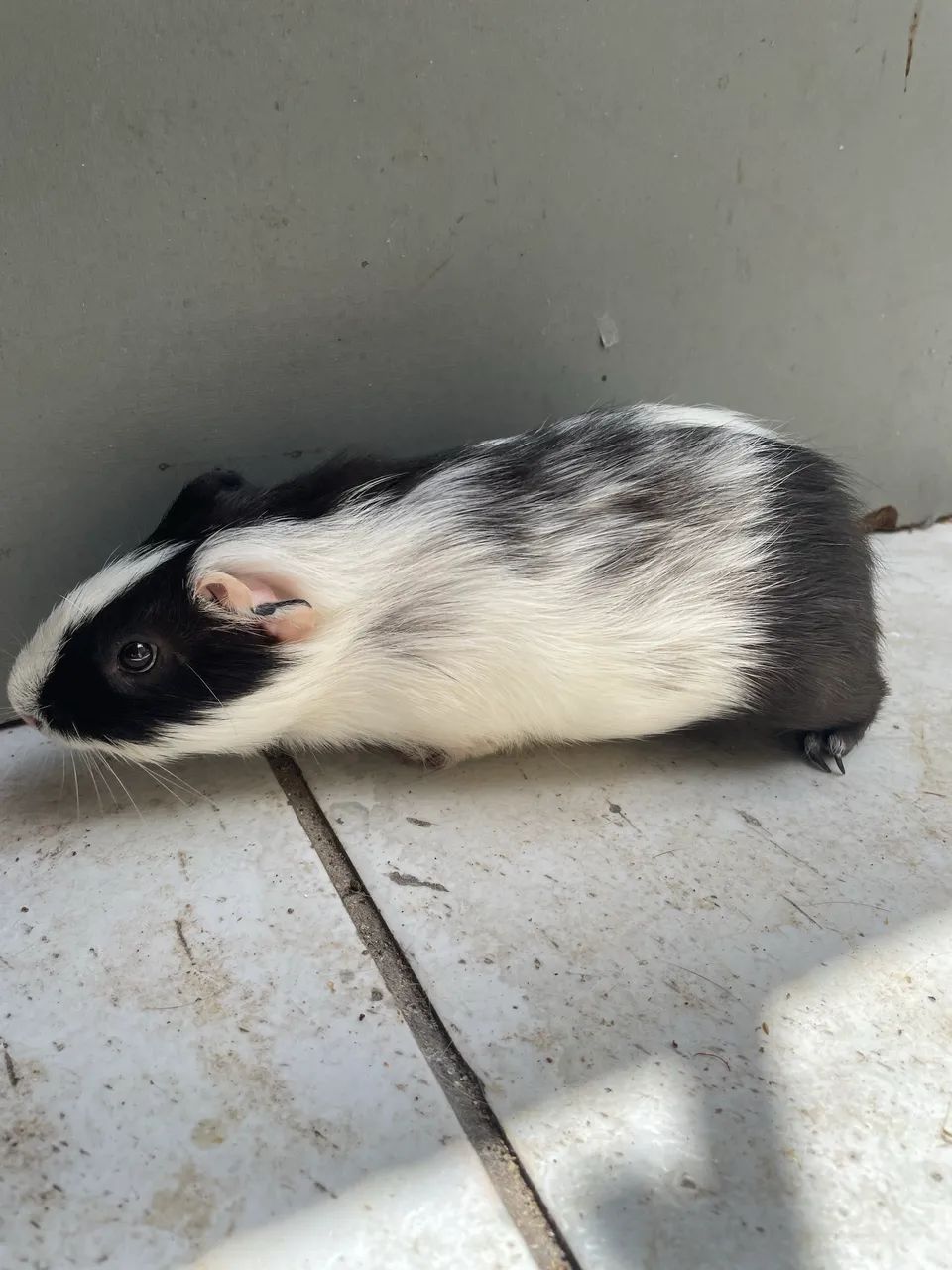 Porquinho da índia  - Foto 4