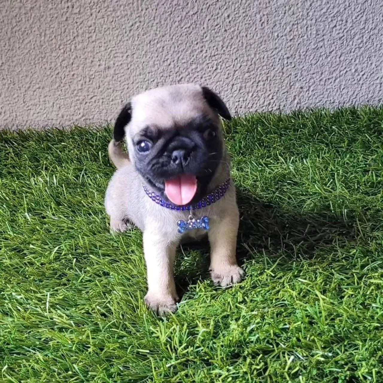 Lindas Meninas Pug  - Foto 2