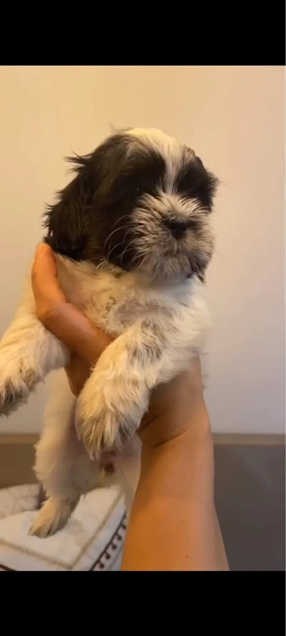 Filhote Shih Tzu Macho - Pelúcia de 2 Patas!