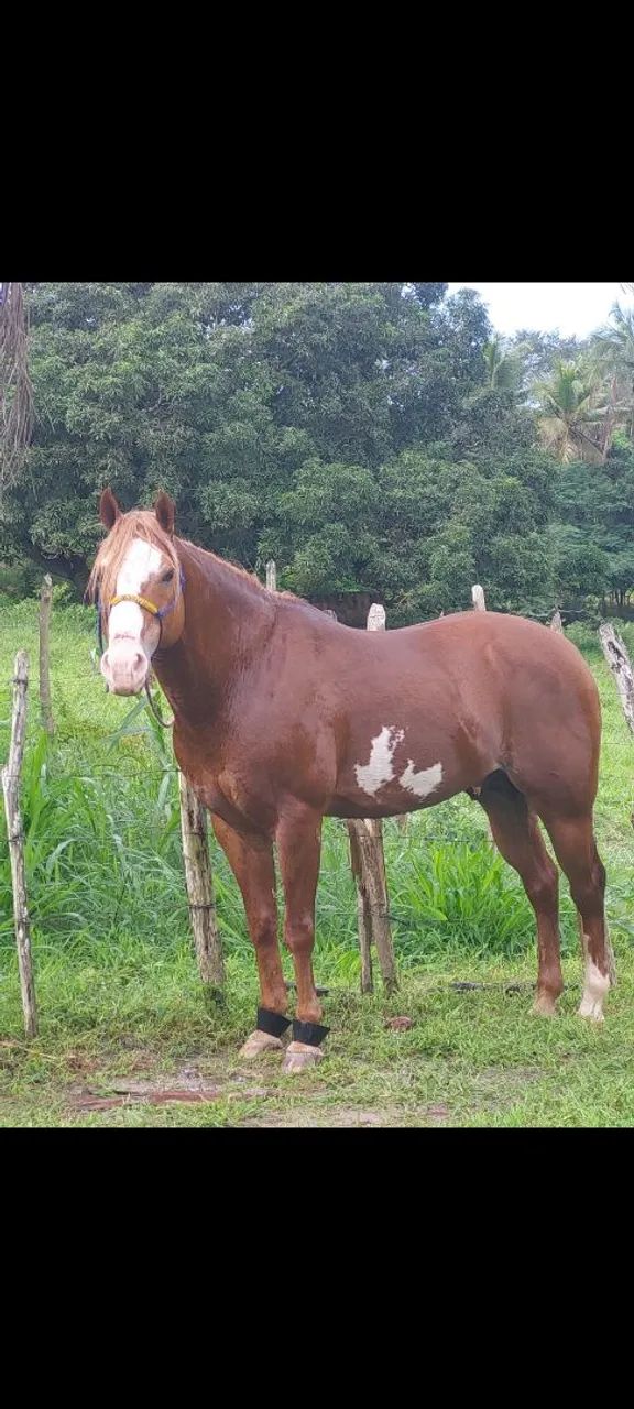 Cavalo Paint Horse, Manso de direita a venda.