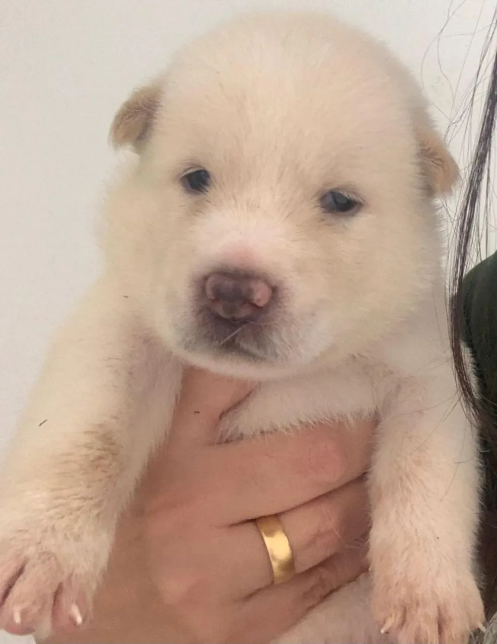 Filhote de Akita fofo e adorável