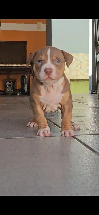 Filhotes de Pit Monster / American Bully XL - Foto 3