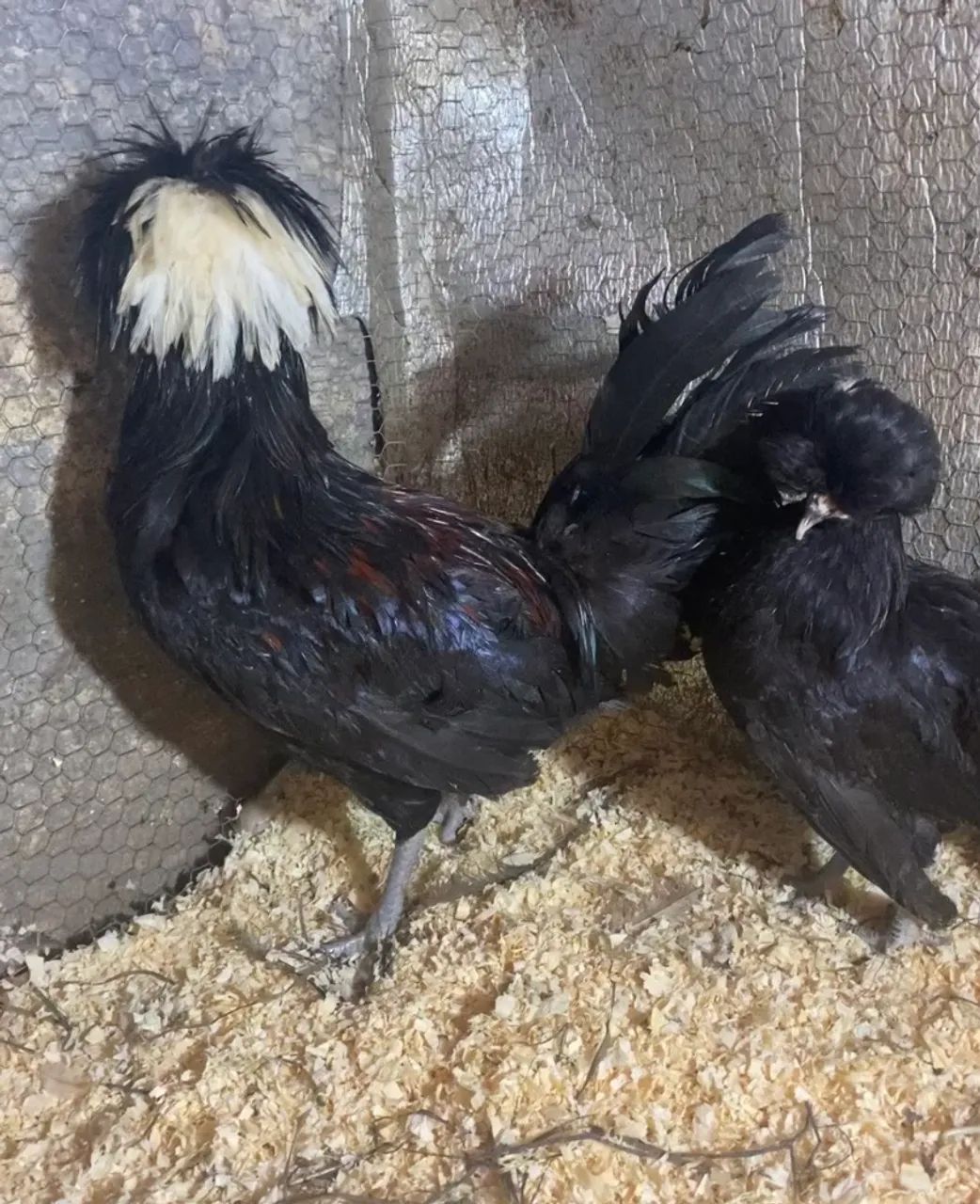 Galinha e galo raça polonesa promoção 