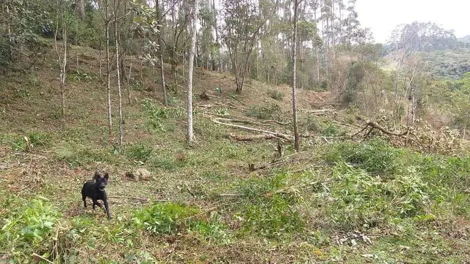 Lindo sítio de 5 hectares sendo 100x500 no bairro Espanha, três riacho Biguacu com casa. - Foto 9