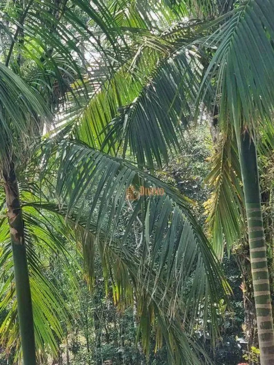 Sítio à Venda em Tapiraí - SP - Foto 2