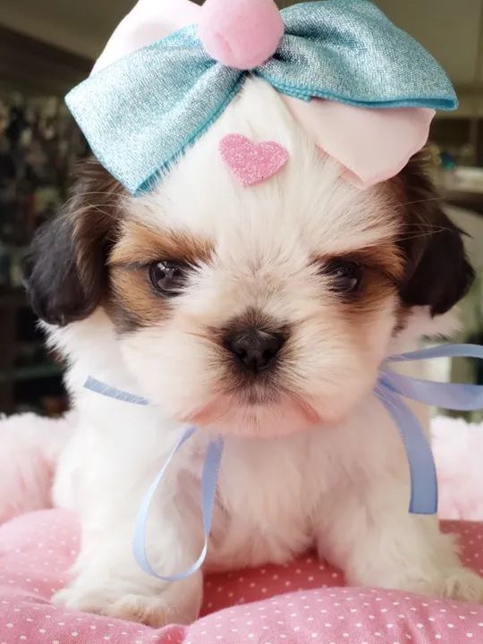 Shihtzu fêmia , venha buscar seu filhotinho - Foto 2