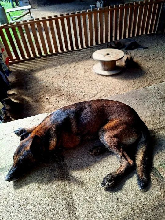 Filhotes de Pastor Malinois  - Foto 3