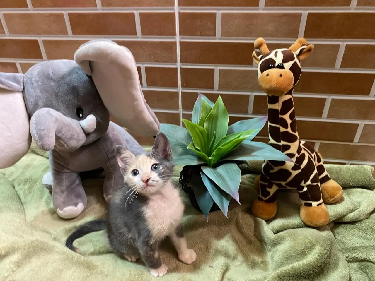 Gatinho bicolor para adoção
