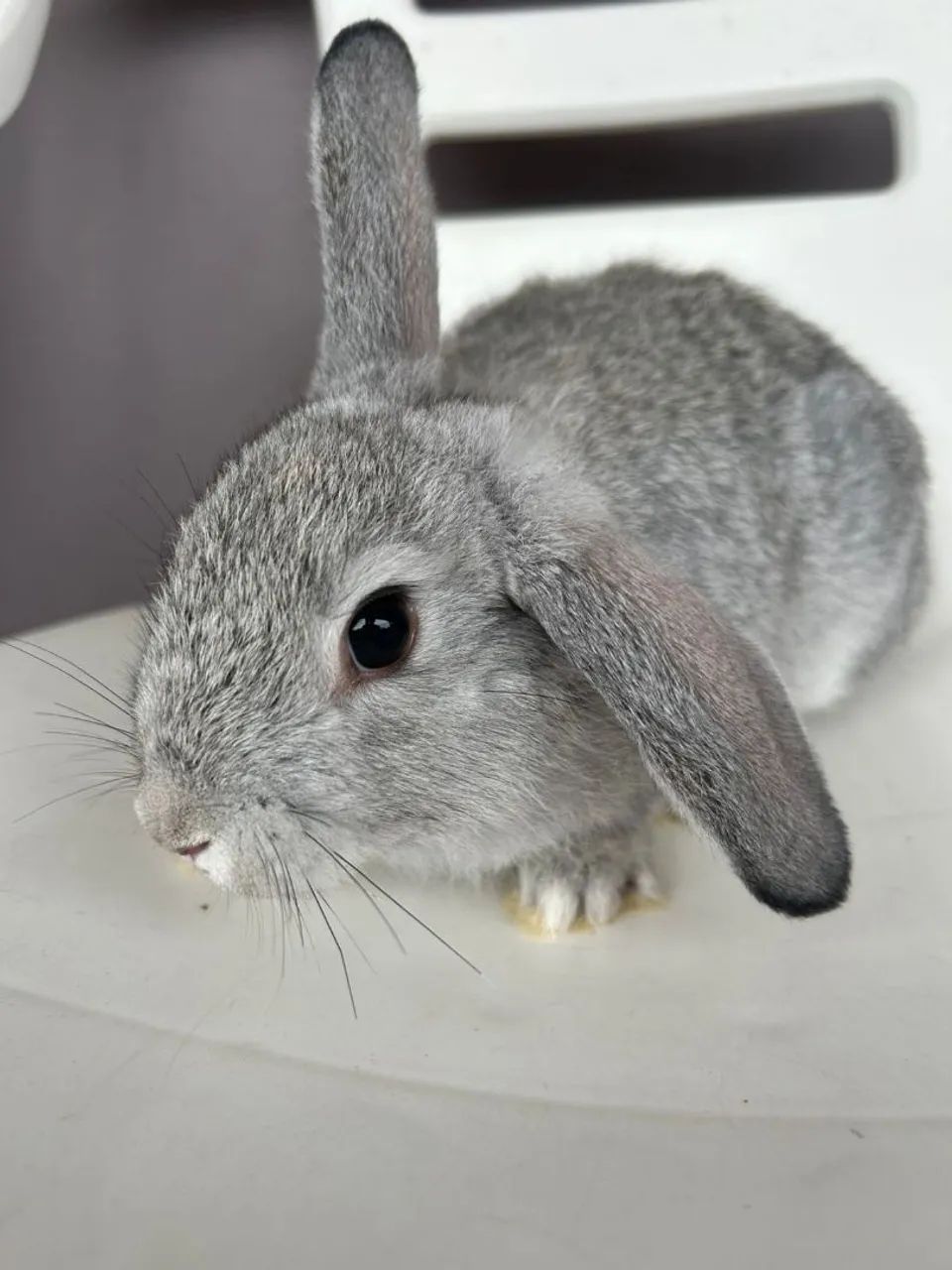 Coelhinhos  - Foto 3