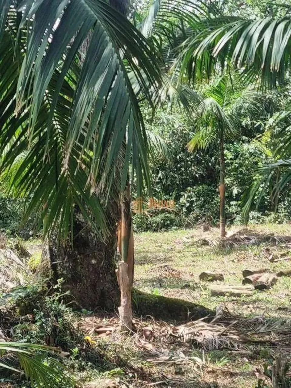 Sítio à Venda em Tapiraí - SP - Foto 3