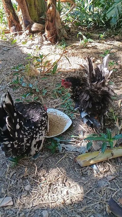 Casal mine garnisés - Foto 4