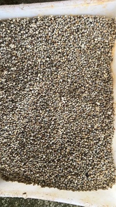 Milheto ADR 9010 - 400 toneladas - Foto 2