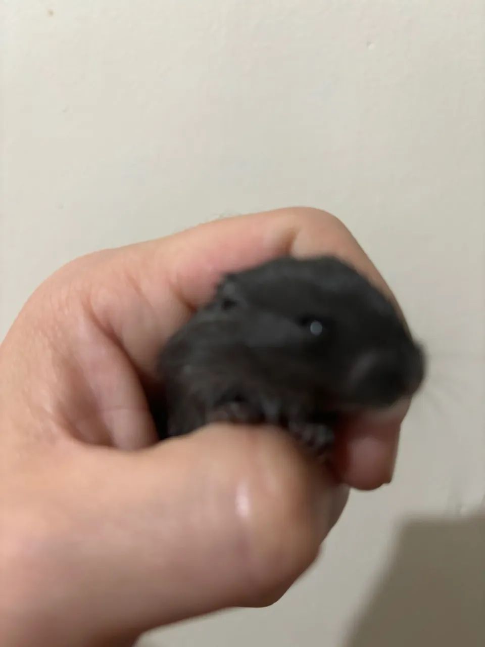 RARIDADE - Filhotes de Gerbil Black! (Esquilo da Mongólia) - Foto 2