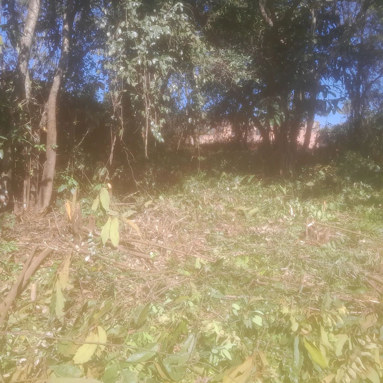 Lotes de 300 mts  - Foto 3