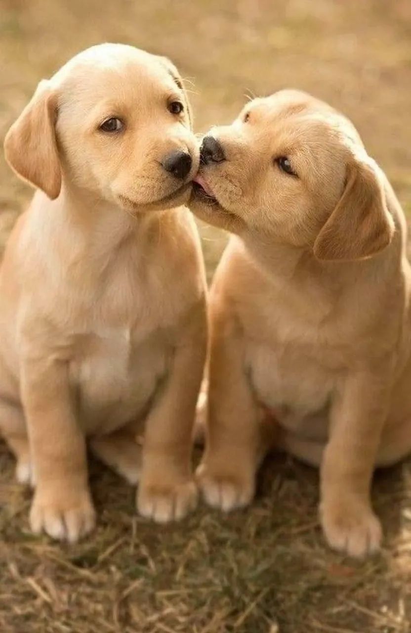 Filhotes de Labrador Amigáveis e Lindos