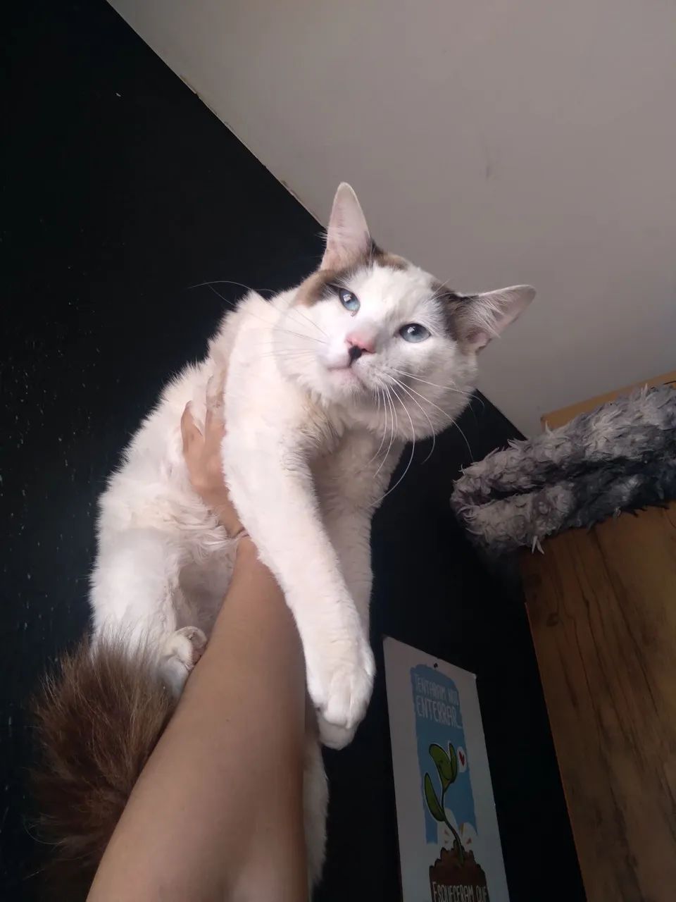 Ragdoll kittens63824598791937121