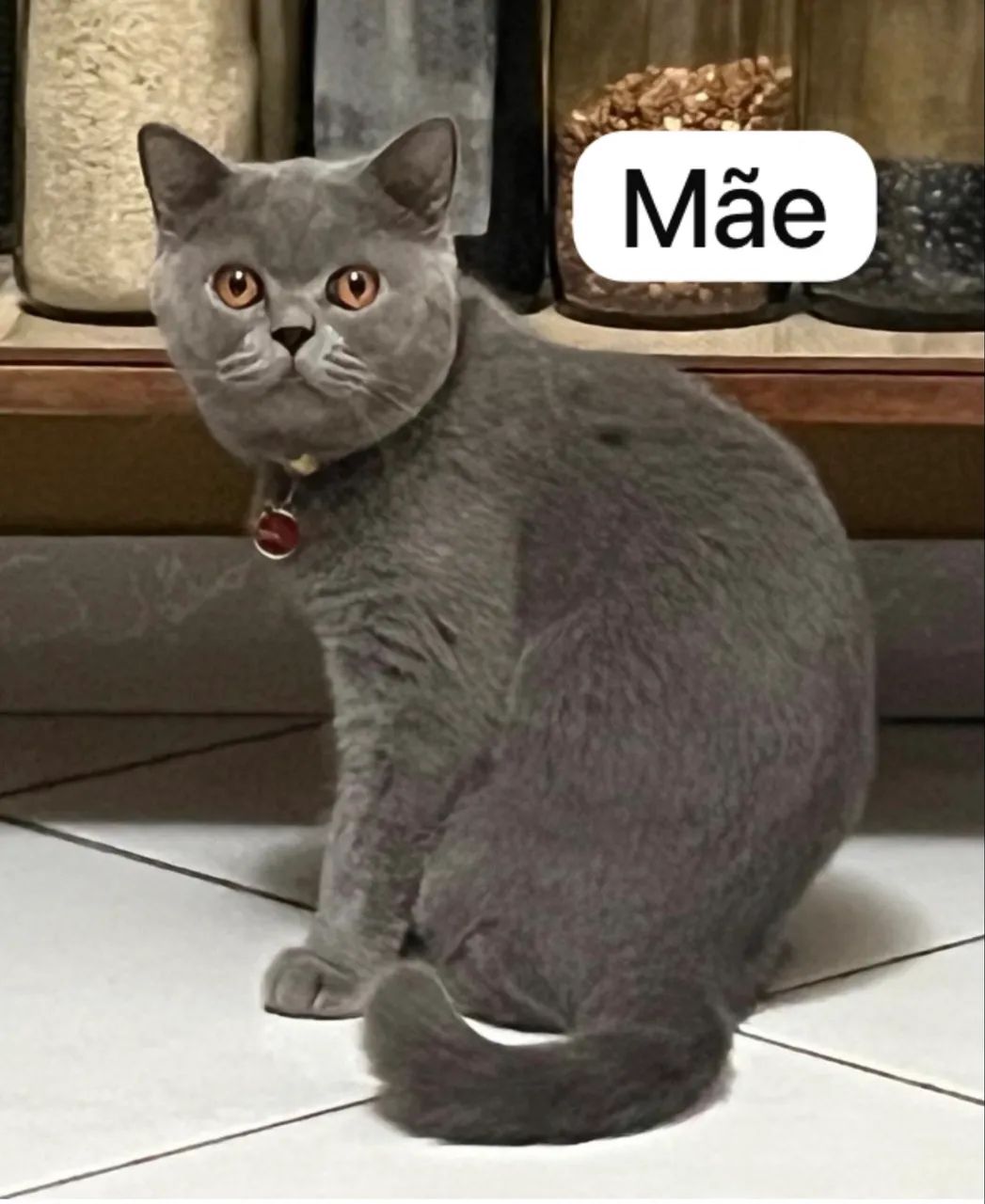 Vendo filhotes de gato British short hair