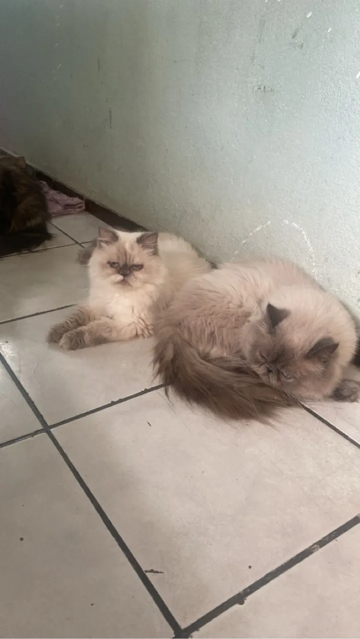 Persas ADULTOS