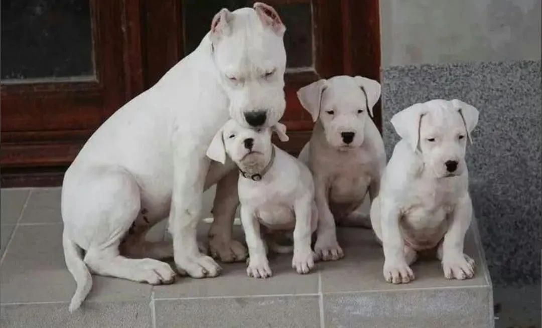 Vendo Filhotes Dogo Argentino  - Foto 3