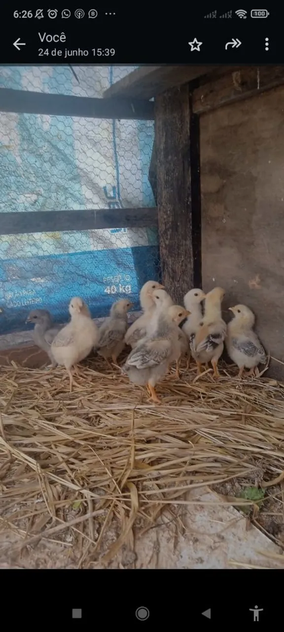 Vendo pintinhos de galinhas poderia