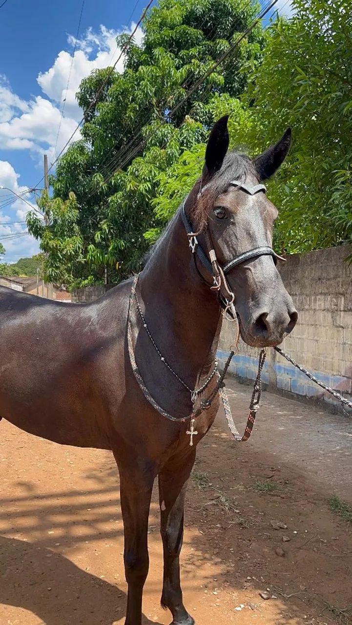 Terços personalizados para cavalo 