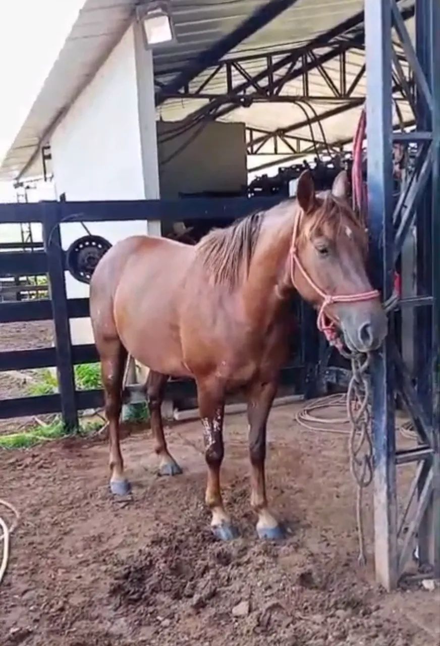 Égua quarto de milha 