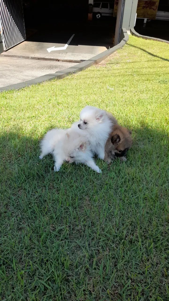 Filhotes de Spitz Alemão disponíveis! - Foto 2