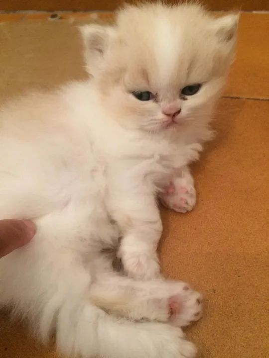  Persa disponível maravilhosos  - Foto 6