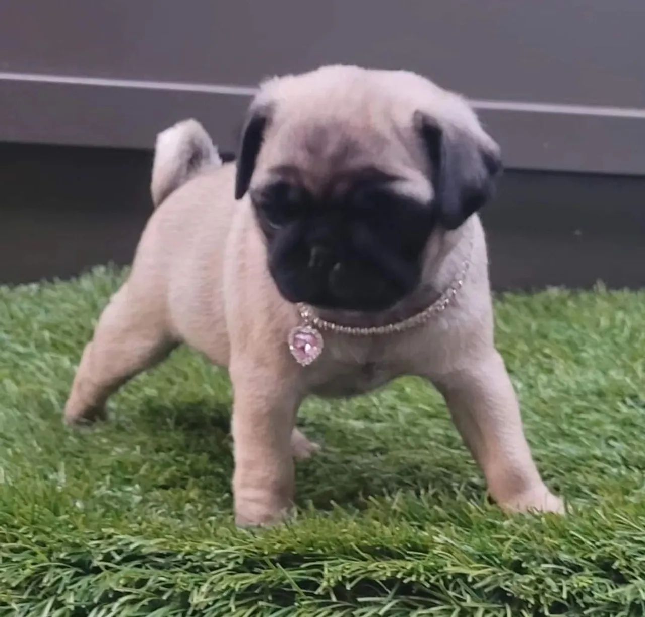 Lindas Meninas Pug  - Foto 3