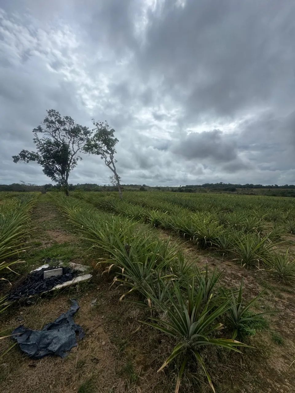 Fazenda à Venda no Porto Grande, Macapá:* - Foto 11