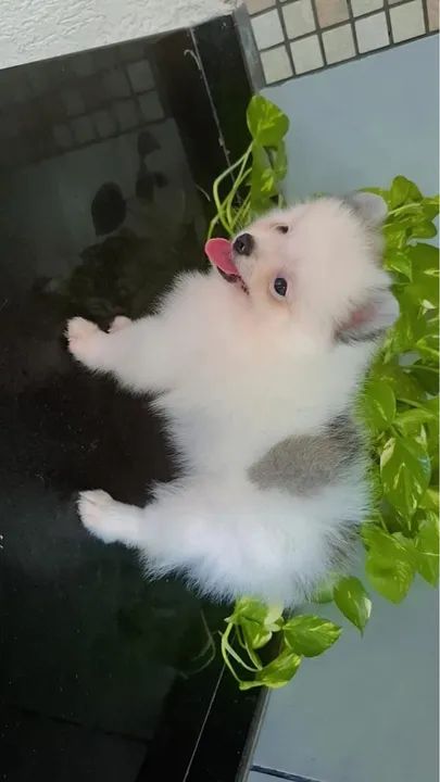 Spitz alemão macho parcelamos em 10x