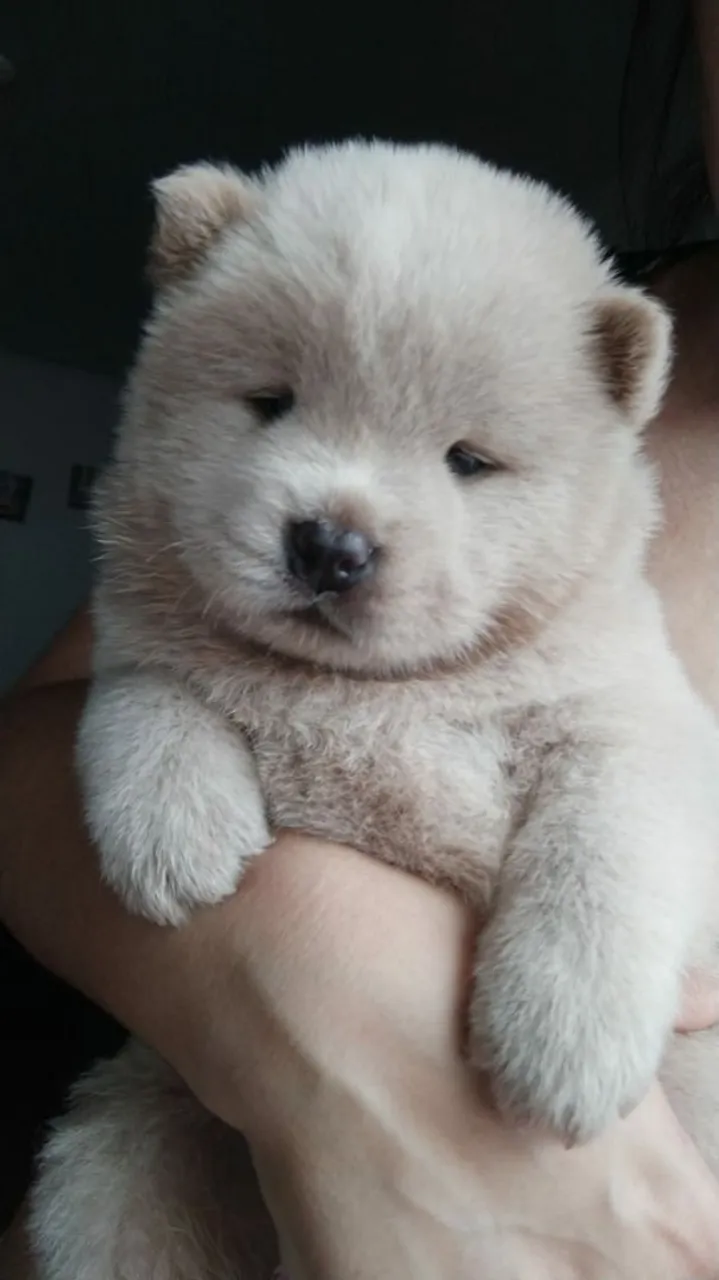 Filhote de Chow-Chow