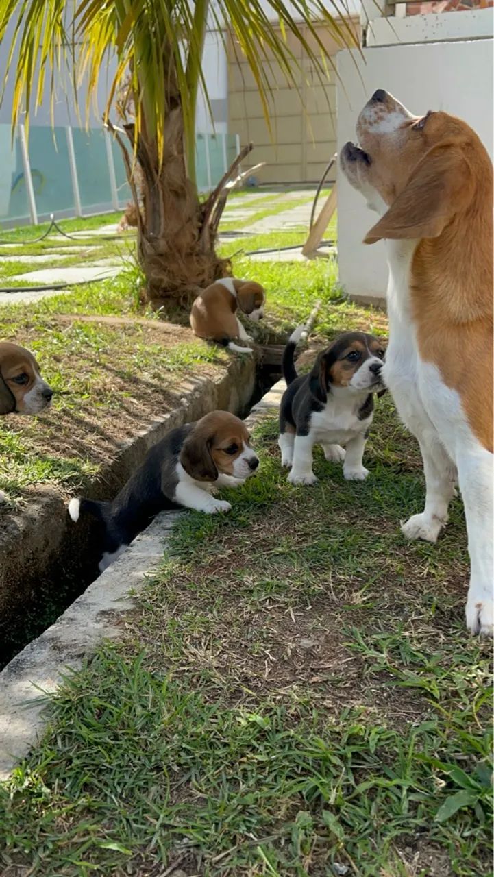 Filhote Beagle - Foto 4