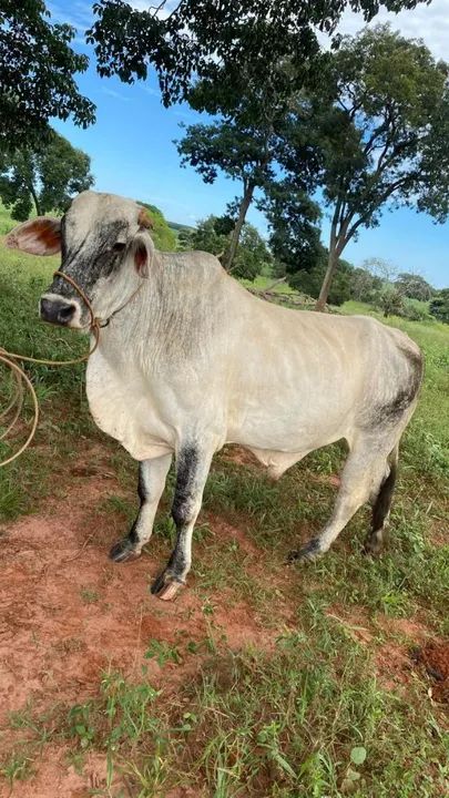 boi de cavalgada e criança andar 