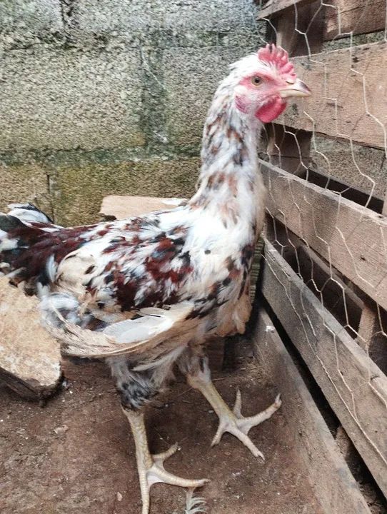 Frango GSB (genética de excelência) - Foto 3