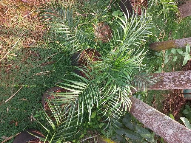 Fênix, cica, gabiroba, acerola, pitanga, nespera( ameixa amarela graúda ) - Foto 3