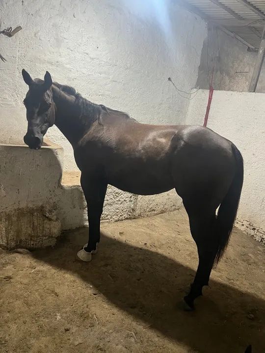 ÉGUA DE ESTEIRA  - Foto 2