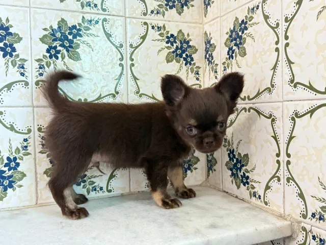 cachorro