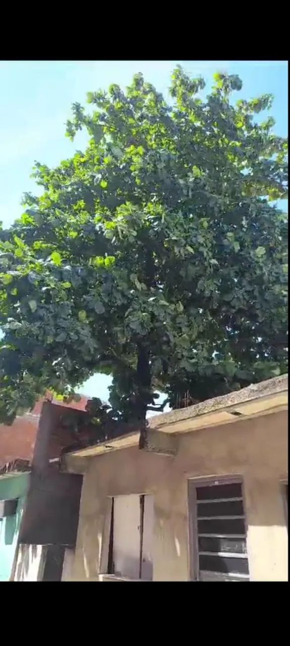 PODAS DE ÁRVORES - Foto 2