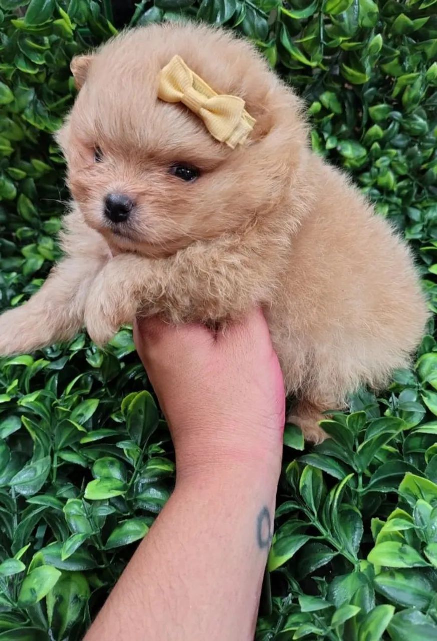 Spitz Alemão autêntico - Pelagem Exuberante +Suporte Pós Venda - FOTO REAL! - Foto 3