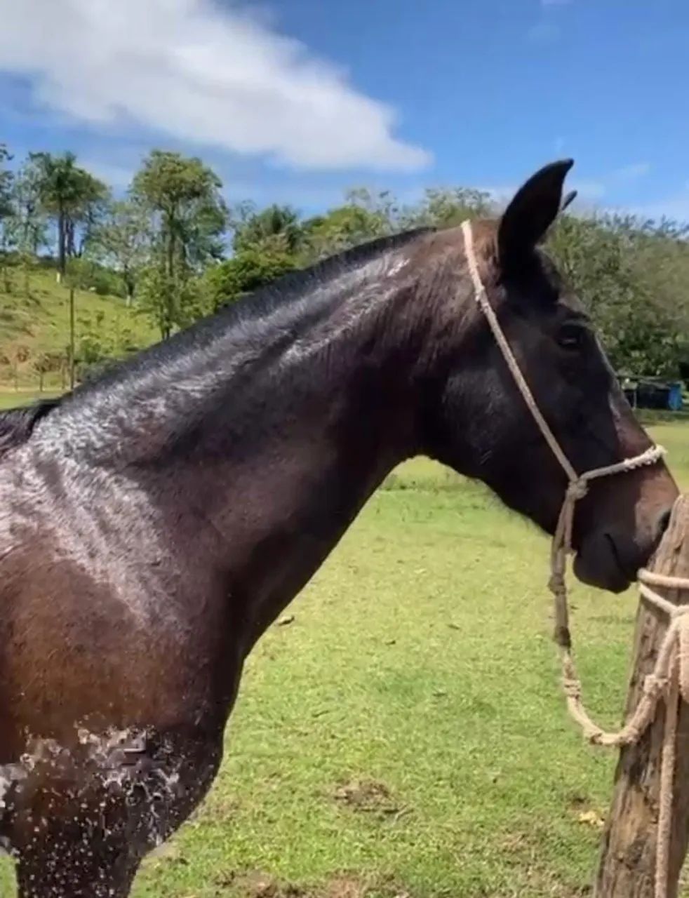 Vendo Égua Mangalarga Marchador Registrada  - Foto 5