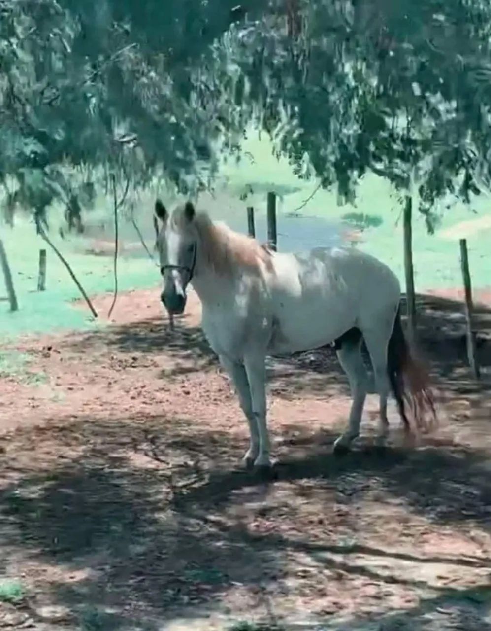 Cavalos Mangalarga - Foto 2