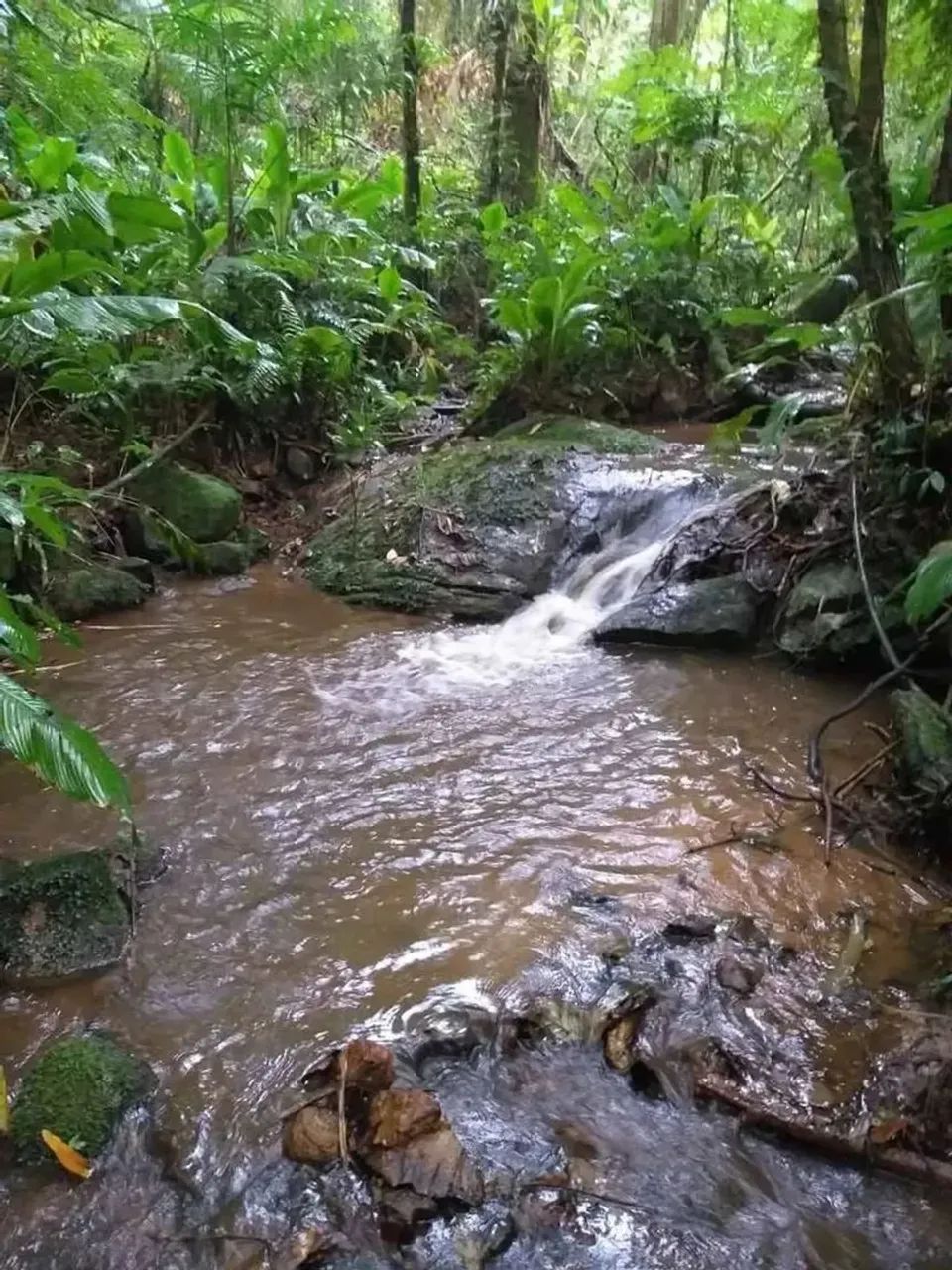 Lindo sítio de 5 hectares sendo 100x500 no bairro Espanha, três riacho Biguacu com casa. - Foto 2