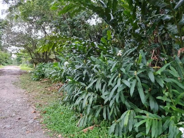 Terreno 500m² - Guarau - excelente localização - Foto 5