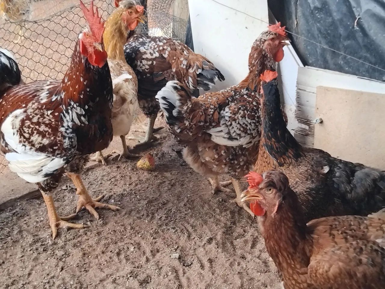 Ovos e pintos Da galinha sertaneja balão (GSB) - Foto 4
